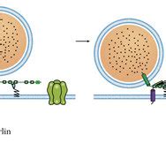 Schematic Of The Structure And Function Of Otoferlin A Diagram Of