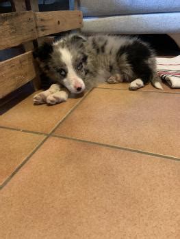 Tabla De Crecimiento De Cachorros Sanka Border Collie Hembra