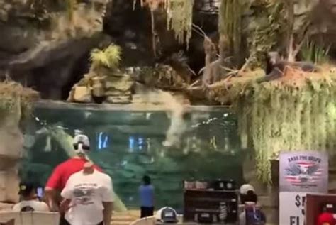 Naked Man Jumps Into Bass Pro Shops Aquarium, Knocks Himself Out