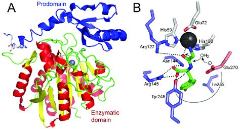 The Structure And Mechanism Of A Metallocarboxypeptidase Enzyme A