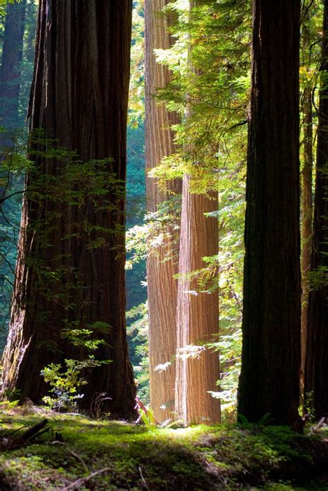 Humboldt Redwoods State Park In 2024 Redwood Forest Tree Forest