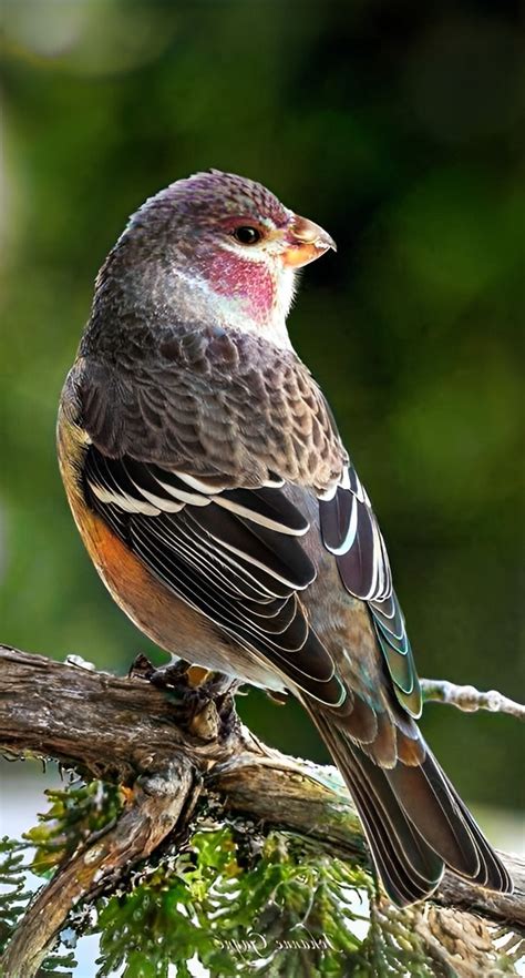 A Bird Sitting On Top Of A Tree Branch