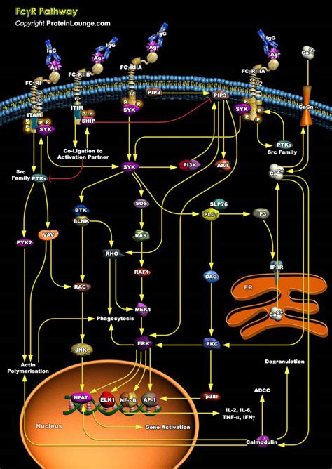 biological databases  tools