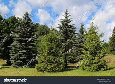 100237 Spruce Tree Garden Images Stock Photos And Vectors Shutterstock