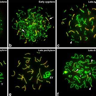 Immunolabeling Of Spread Spermatocytes Of M Duodecimcostatus With