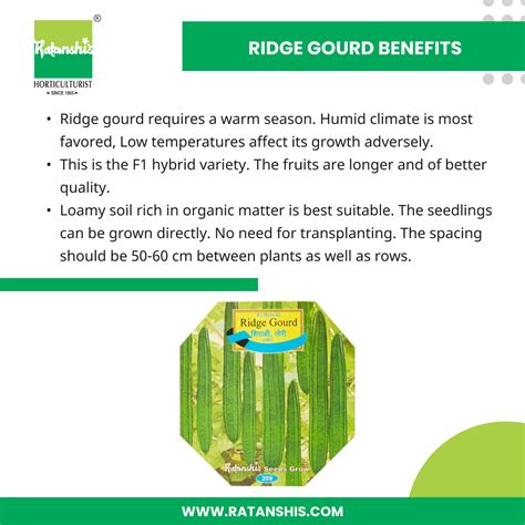 Ridge Gourd Benefits - Ratanshis - Medium