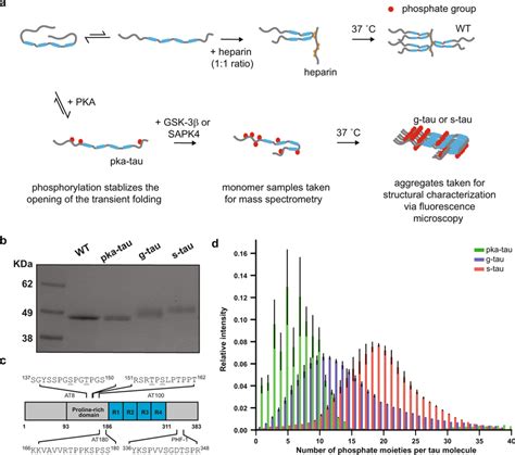 Sequential Hyperphosphorylation Of Tau In Vitro Generates Ad Specific