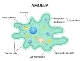 Amoeba: How does an Amoeba obtain its food, Diagram & Classification