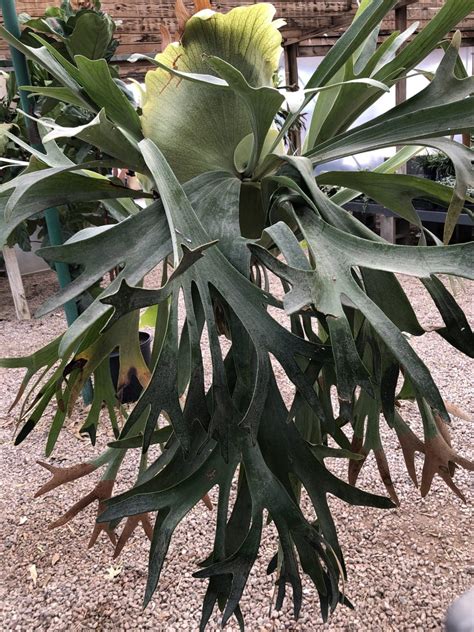 Staghorn Fern Backbone Valley Nursery