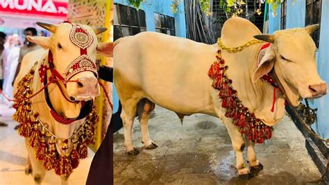 Big Nukra Cow Qurbani 2024•old Town•dhaka Bangladesh•most Beautiful