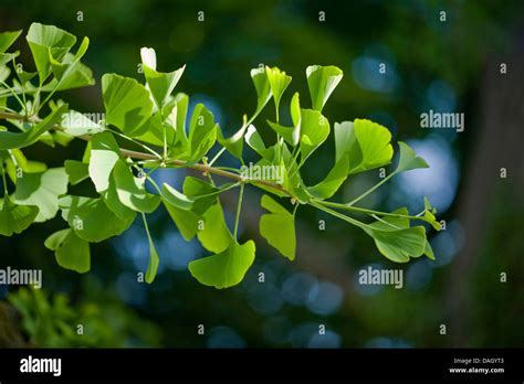 Maidenhair Tree Ginkgo Tree Gingko Tree Ginko Tree Ginkgo Biloba