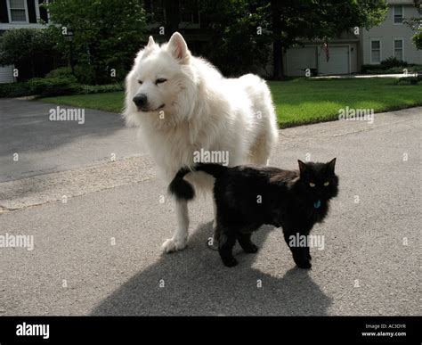 Black cat, white dog, friends Stock Photo - Alamy