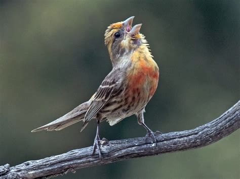 House Finch Celebrate Urban Birds