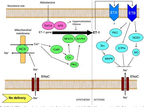 Figure 2 From Role Of Collecting Duct Endothelin In Control Of Renal