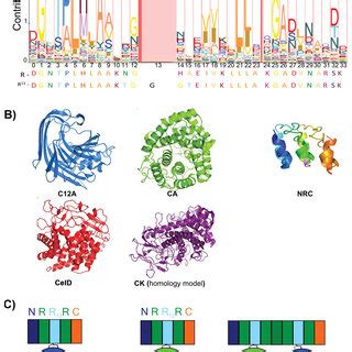 Sequence And Structural Features Of The Ankyrin Cellulase Scaffolding