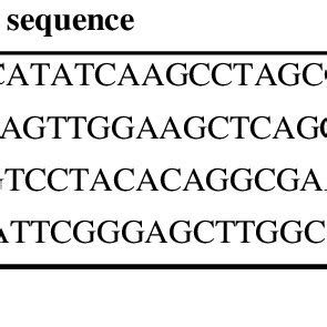 Primers Used In The Real Time Pcr Analysis For Evaluation Of Mtdna Ndna