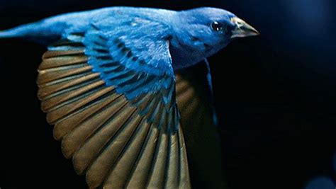 The Messenger: Our Movie Review | All About Birds