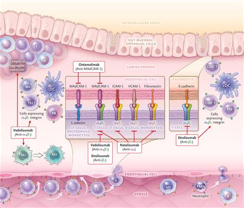 Newer Biologic And Small Molecule Therapies For Inflammatory Bowel