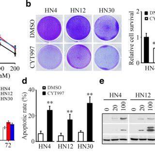 Cyt Inhibits Cell Viability And Induces Apoptosis In Hnscc Cells A