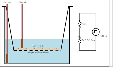 Figure 1 From Teer Measurement Techniques For In Vitro Barrier Model