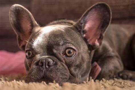 What Is French Bulldog Cherry Eye