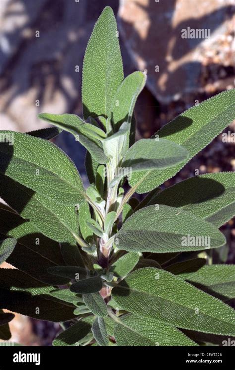 Salbei Salvia Candelabrum Stock Photo Alamy