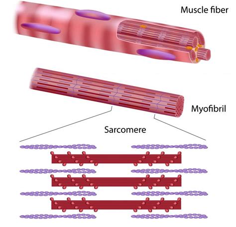 What Is A Striated Muscle With Pictures