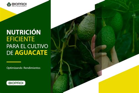 Optimizando El Rendimiento Del Cultivo De Aguacate Estrategias Clave