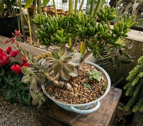 Paisajismo Diseño de plantas con suculentas en una maceta incluyendo