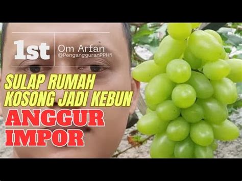 Sukses Bertani Anggur Di Lahan Sempit Youtube