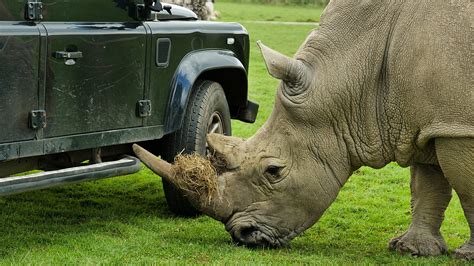 Go Wild Series Steve And Aneeshwar Rhino And Hissing