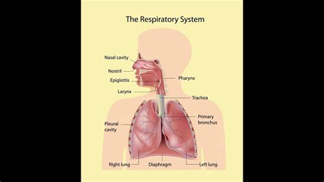 Respiratory Physiology Part Youtube