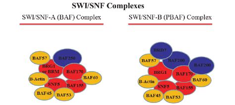 SWI/SNF complexes are classified into two major classes as BAF ...