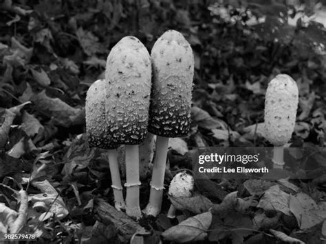 Coprinus Mushroom Photos And Premium High Res Pictures Getty Images