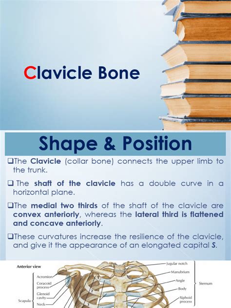 Clavicle Bone | PDF