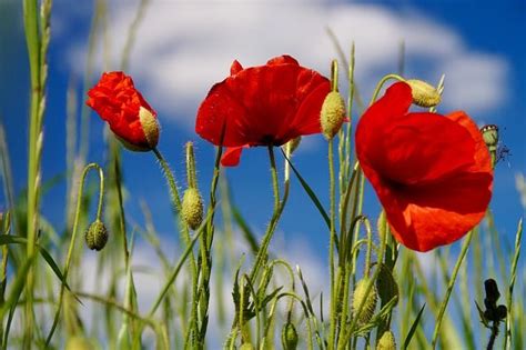 Mohnblumen Natur Rot Kostenloses Foto Auf Pixabay Mohnblume Rote