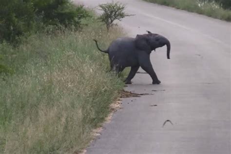 Watch Elephant Calf Chases Low Flying Swallows