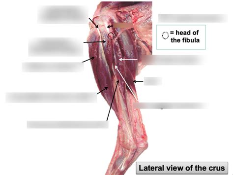 Lateral View Of The Crus Diagram Quizlet