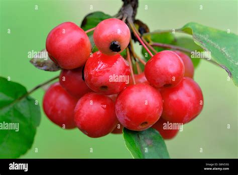 Crabapples Malus Sp Red Sentinel Red Fruits Ornamental Plant