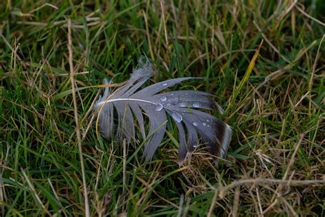 Feather Wet Free Photo On Pixabay Pixabay