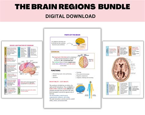 The Brain Regions and Their Functions Info Sheets - Etsy