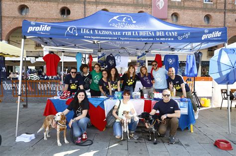 Gallery Half Marathon Rovigo In Love 2023