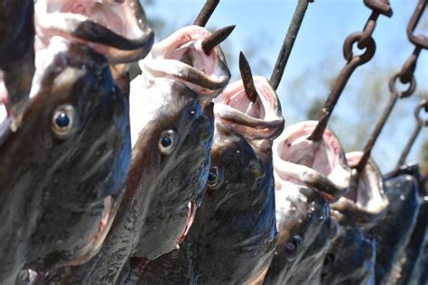 Maximizing Your Alaska Halibut Fishing Trip - Favorite Bay Resort