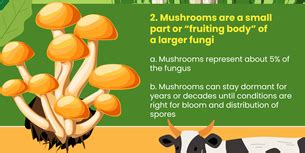 24 Interesting And Fun Mushroom Facts Fact Retriever