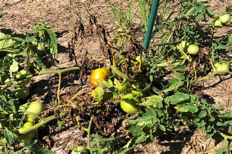 Tomato Plants Dying Here S How To Save Them