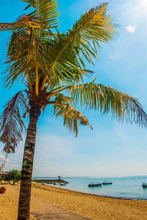 Benoa Sand Beach View Palm Tree Baliindonesia Stock Image Image Of