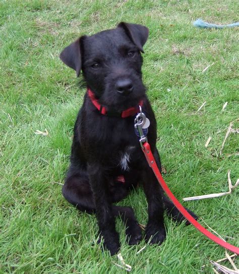 Patterdale Terrier Dog Breed Pictures Information Temperament