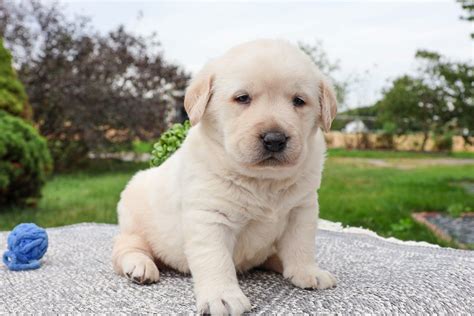 Mannie Labrador Retriever Puppy B Pawrade