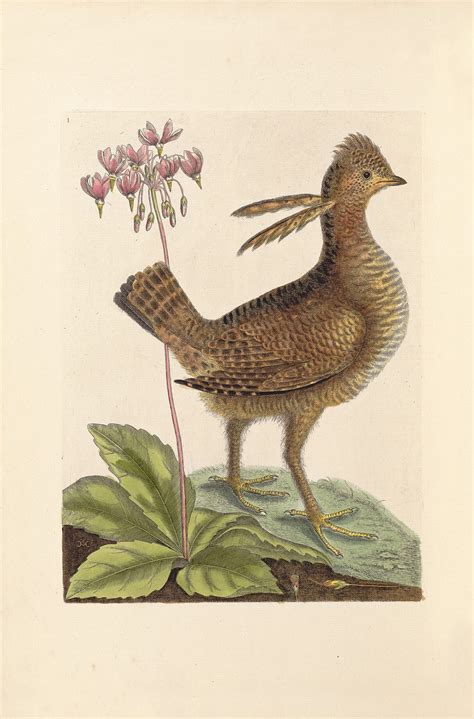 Catesby Pl. 1, Heath Hen - Joel Oppenheimer Gallery