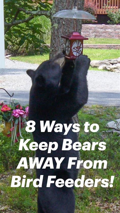 8 Ways To Keep Bears Away From Bird Feeders Bird Feeders Best Bird Feeders Feeder